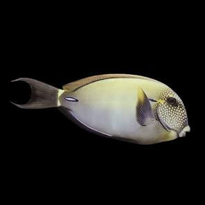 Freckled Tang