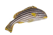 Oriental Sweetlips