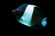 Zoster Butterflyfish