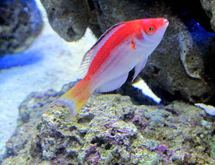 Marjorie Fairy wrasse