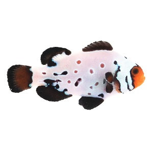 Premium Frostbite Clownfish