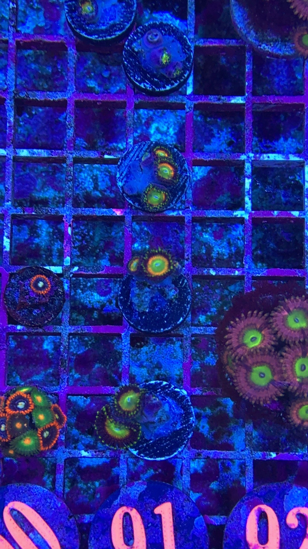 Hydros Sun God Zoanthids