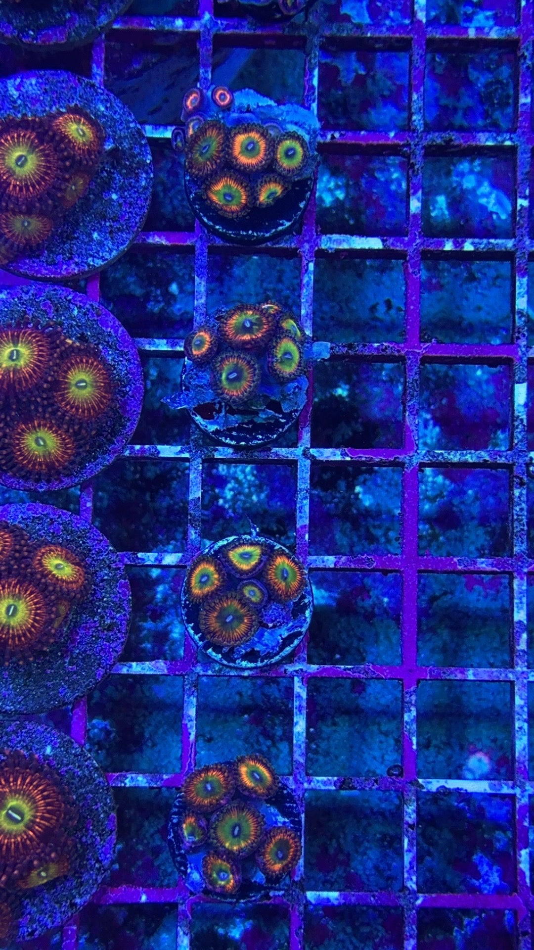 Hydros Sun Slime Zoanthids
