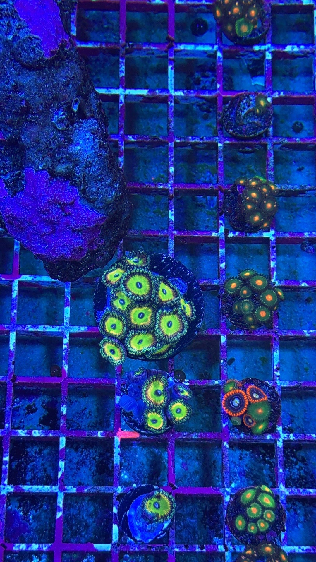 Tinkerbell Zoanthids
