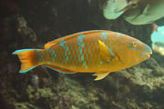 Blue barred Parrotfish