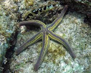 Pyramid Starfish