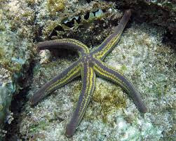 Pyramid Starfish
