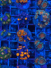Solar Flare Zoanthids