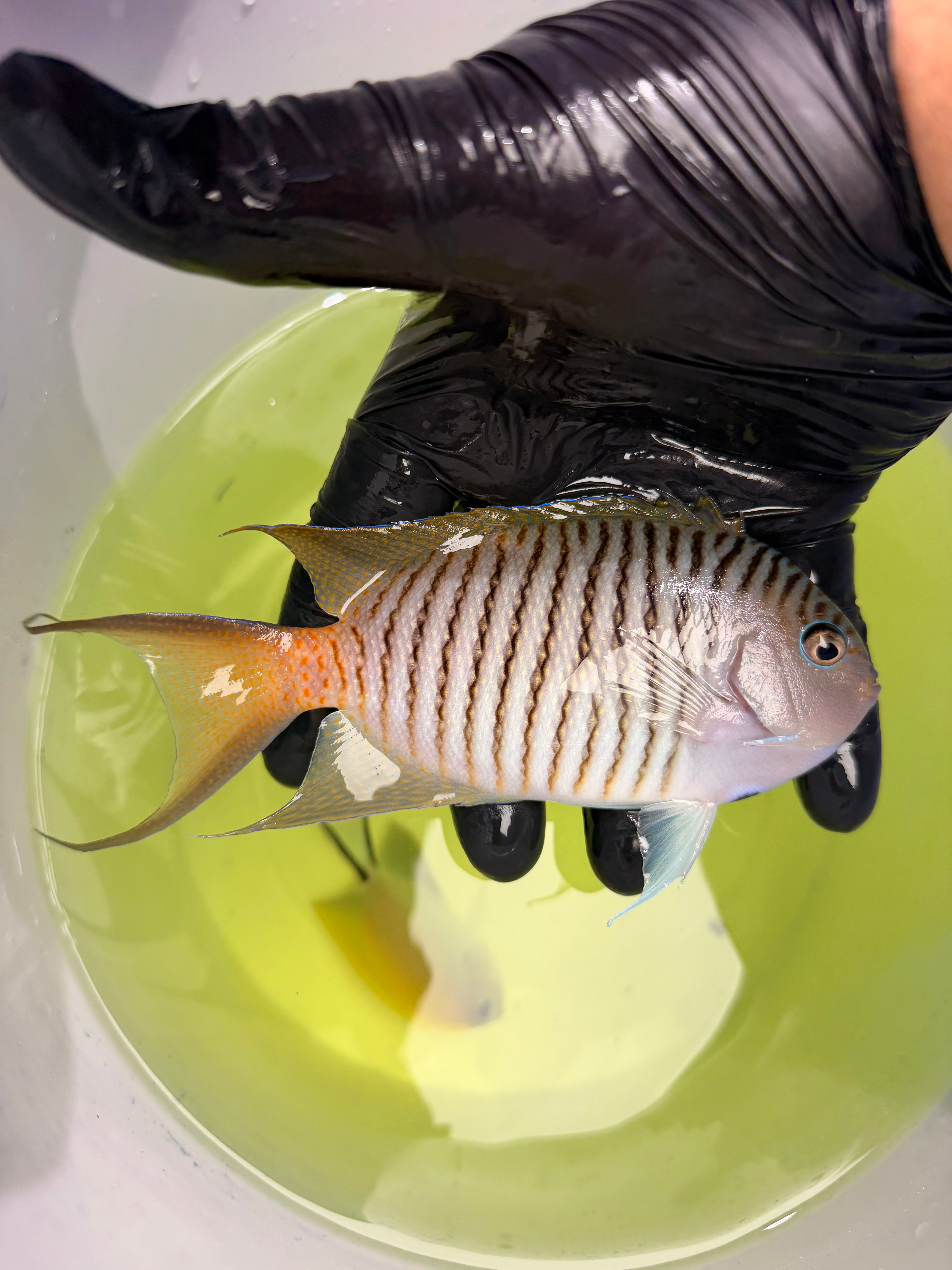Swallowtail Angelfish