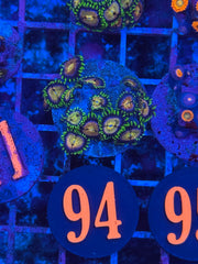 Nirvana Zoanthids
