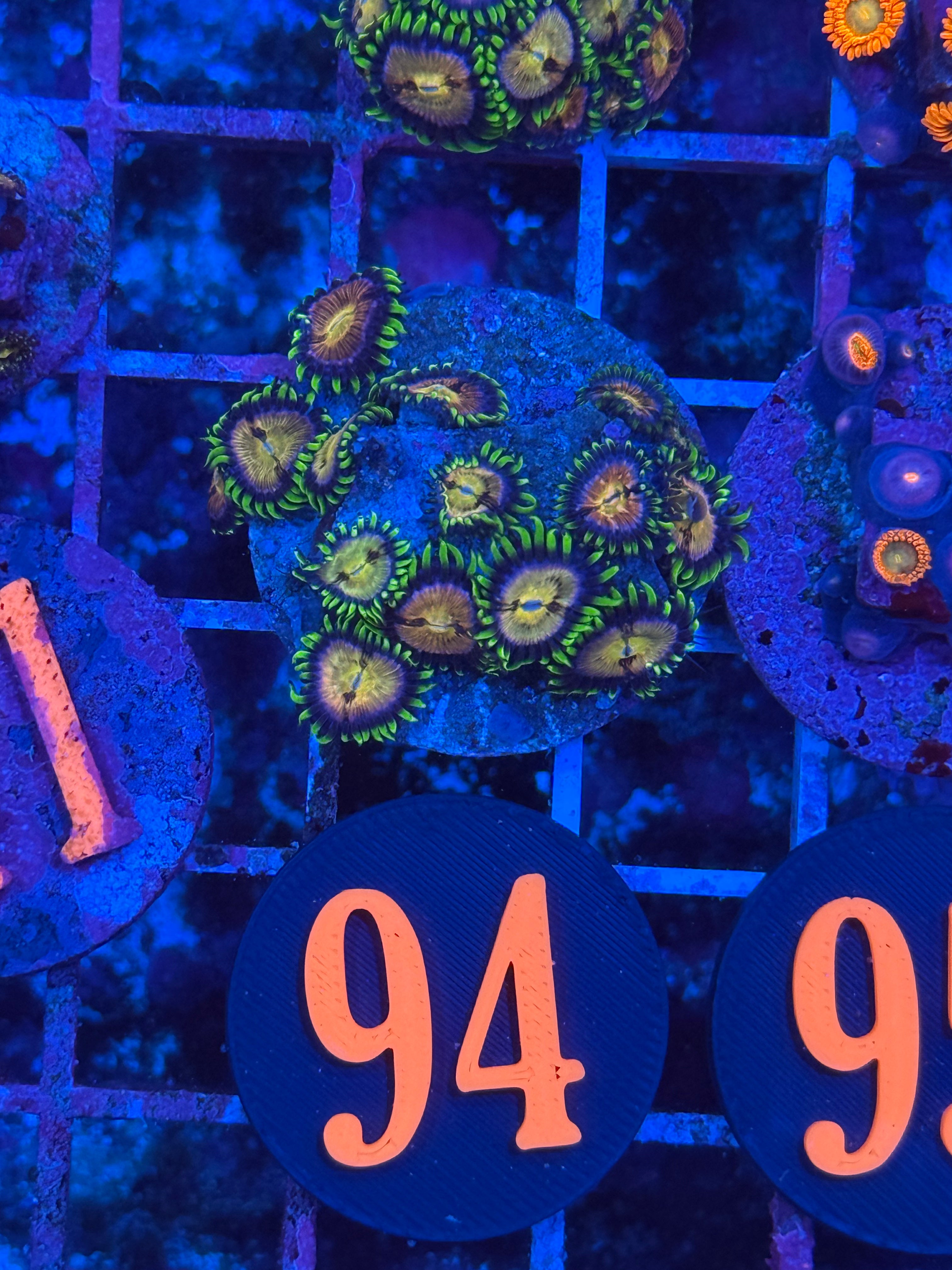 Nirvana Zoanthids