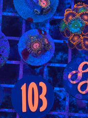 Space Chaos Zoanthids