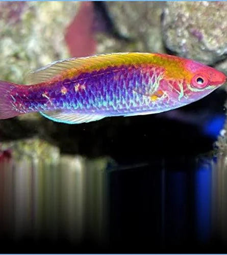 Lubbock's wrasse