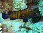 Blue Spotted Grouper