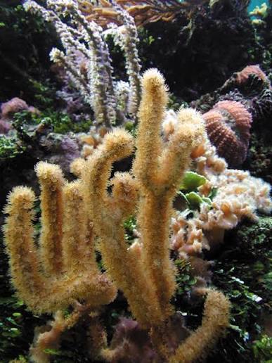 Large polyp Gorgonian