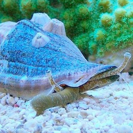 Strawberry Conch