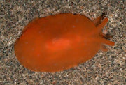 Orange Gumdrop Nudibrach