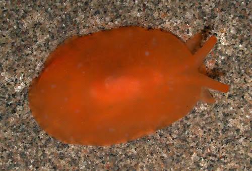 Orange Gumdrop Nudibrach