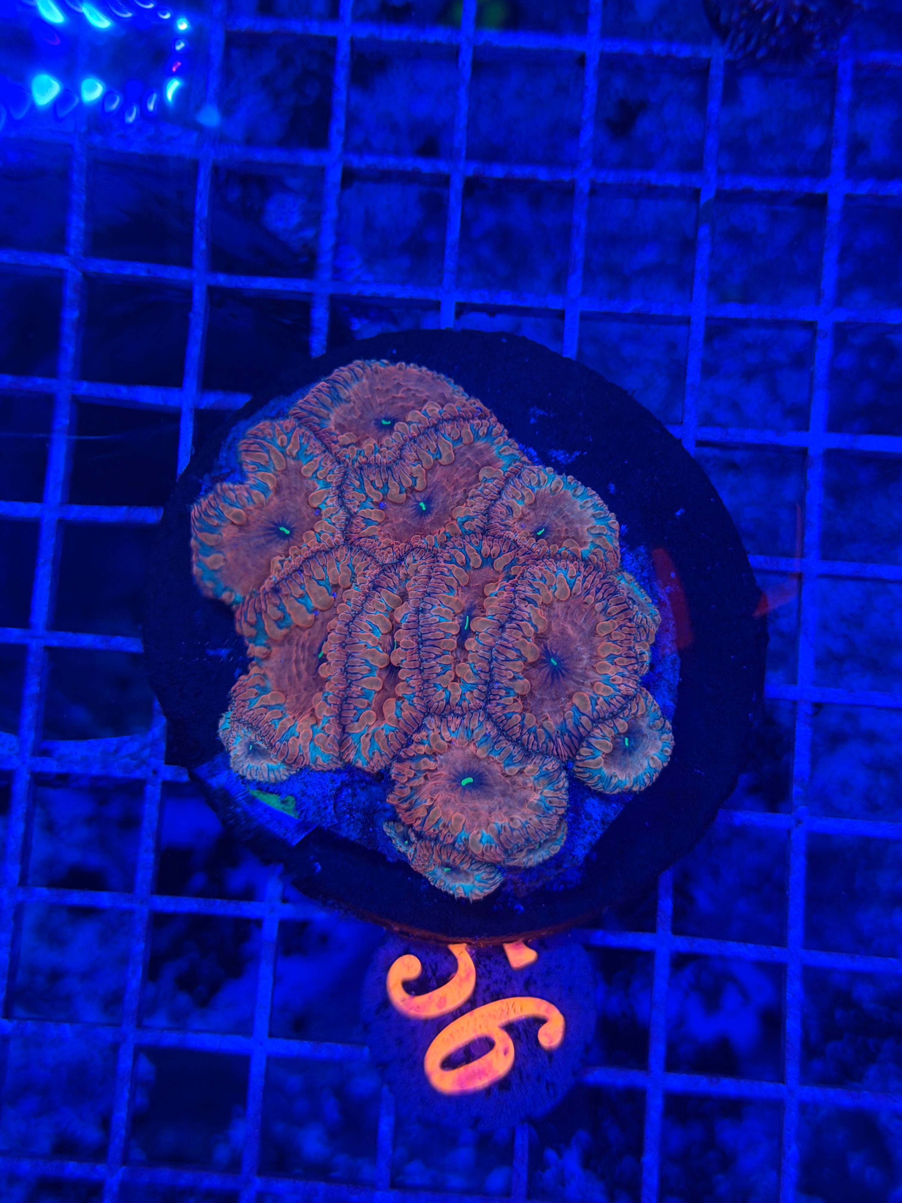 Unique blasto