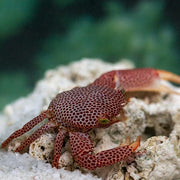 Coral Crab