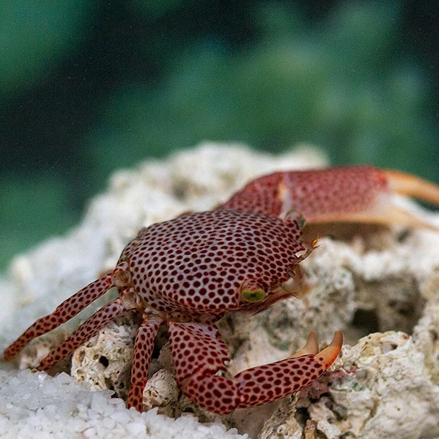 Coral Crab