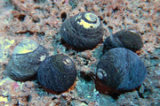 Margarita Turbo Snail