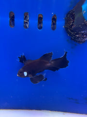 SA Midnight Chocolate Longfin