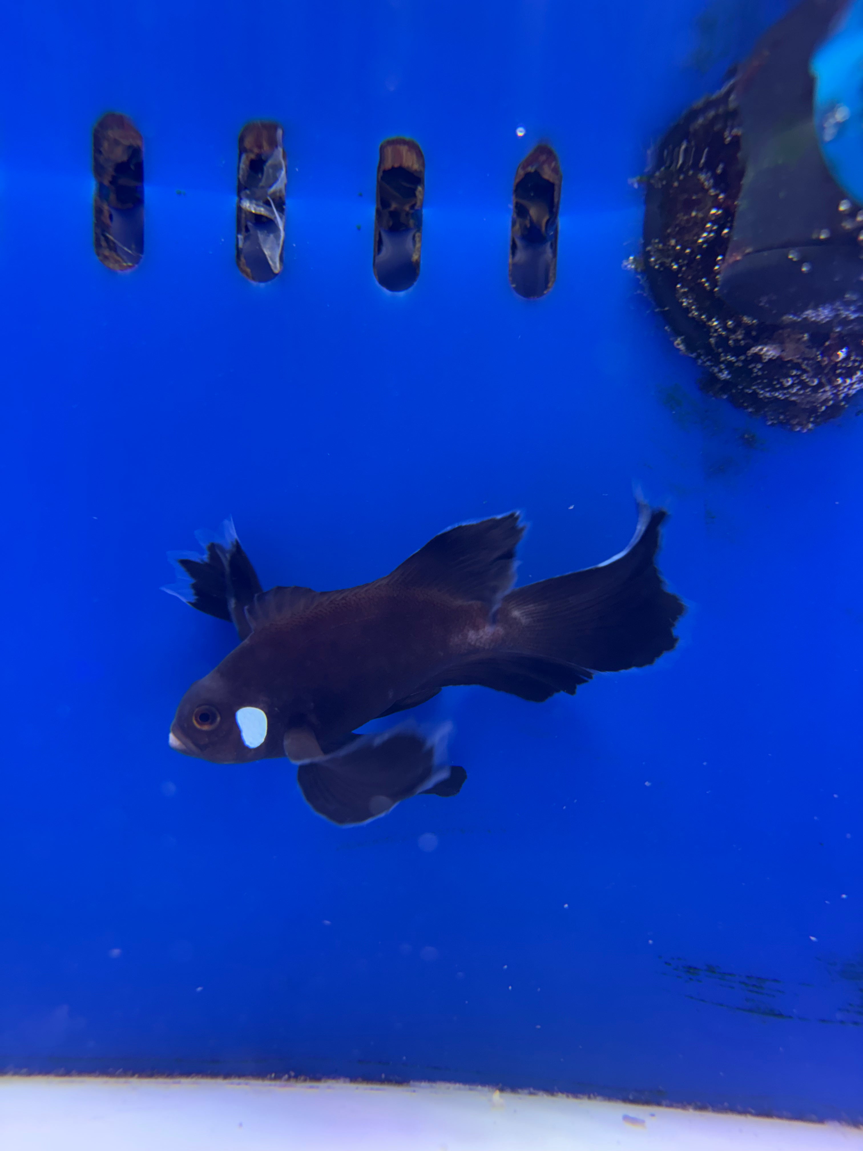 SA Midnight Chocolate Longfin