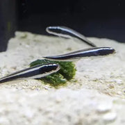 Engineer Goby