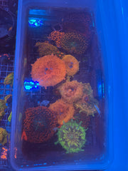 St Thomas Mushroom Red