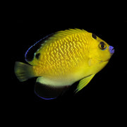 GoldenFlake Angelfish