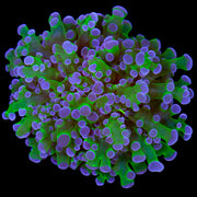 Green and purple frogspawn