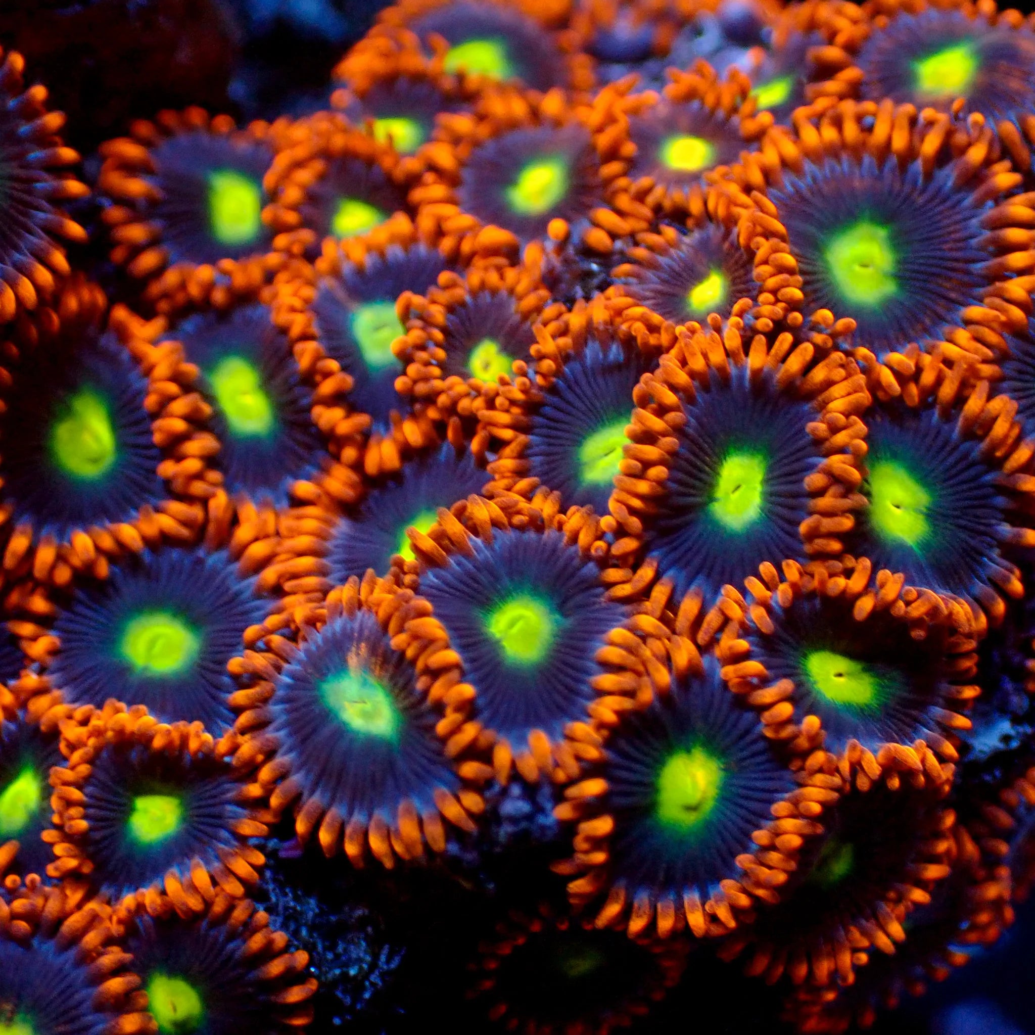Psycho Venom Zoanthid
