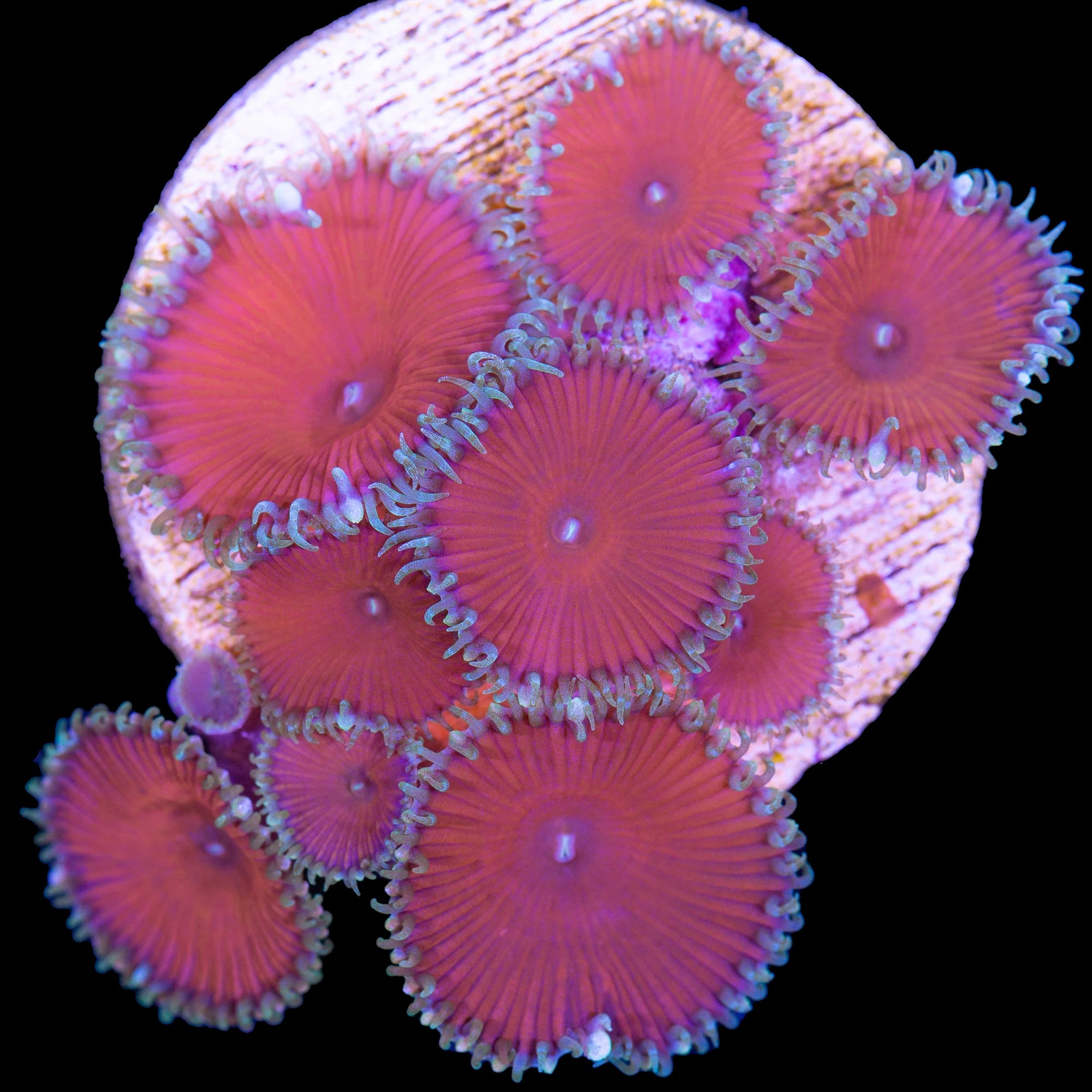 Red Death Palythoa