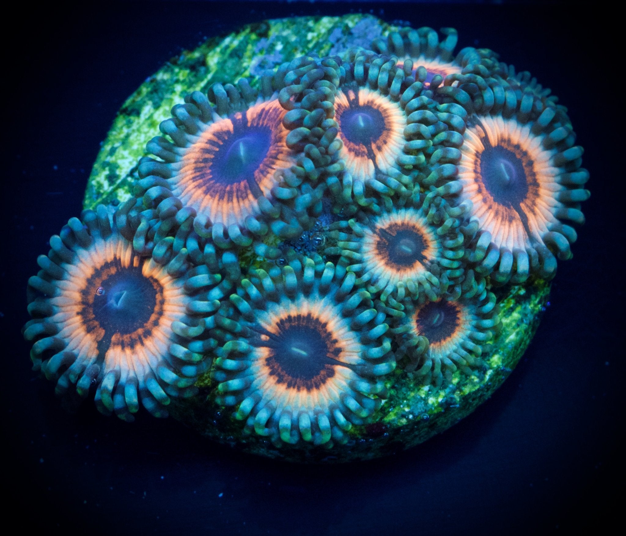 Vampire in drag zoanthid