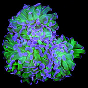 Toxic Bi-Color hammer