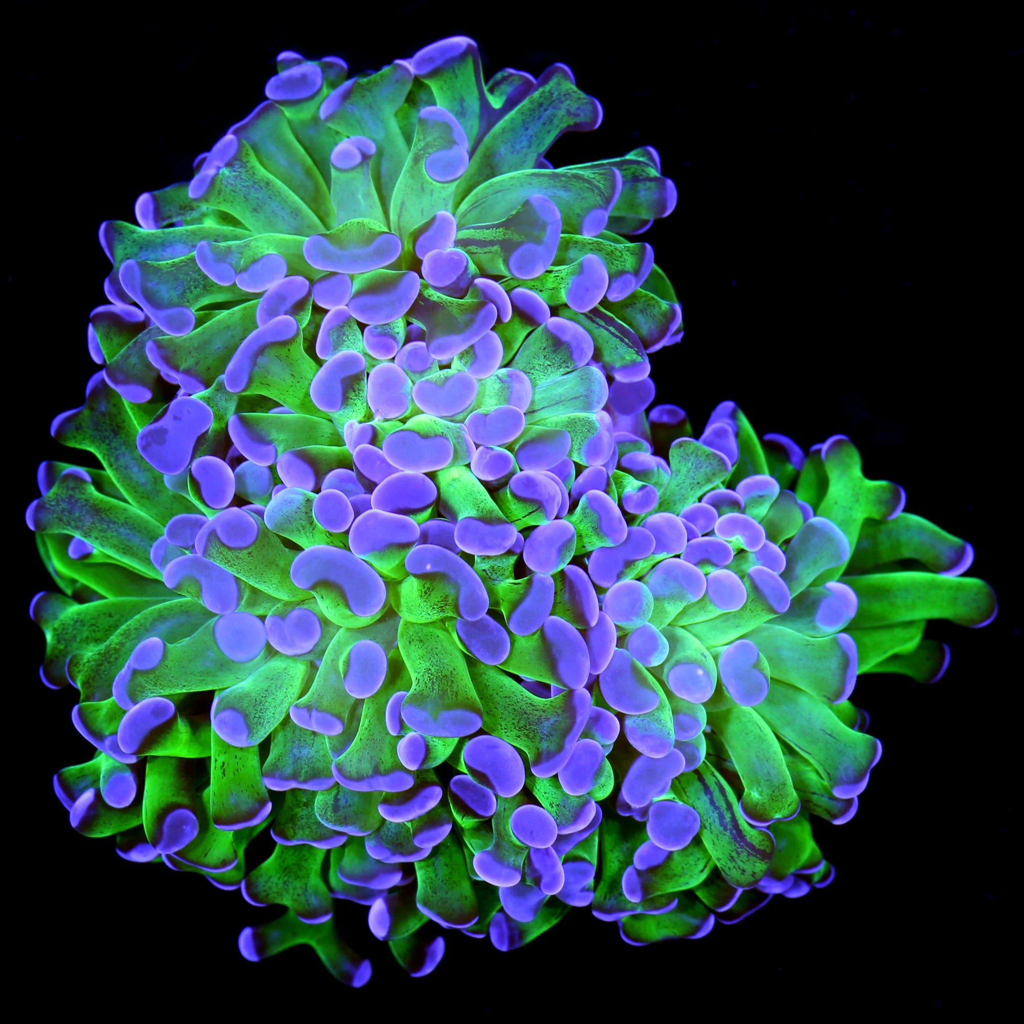 Toxic Bi-Color hammer