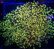 Gold octospawn