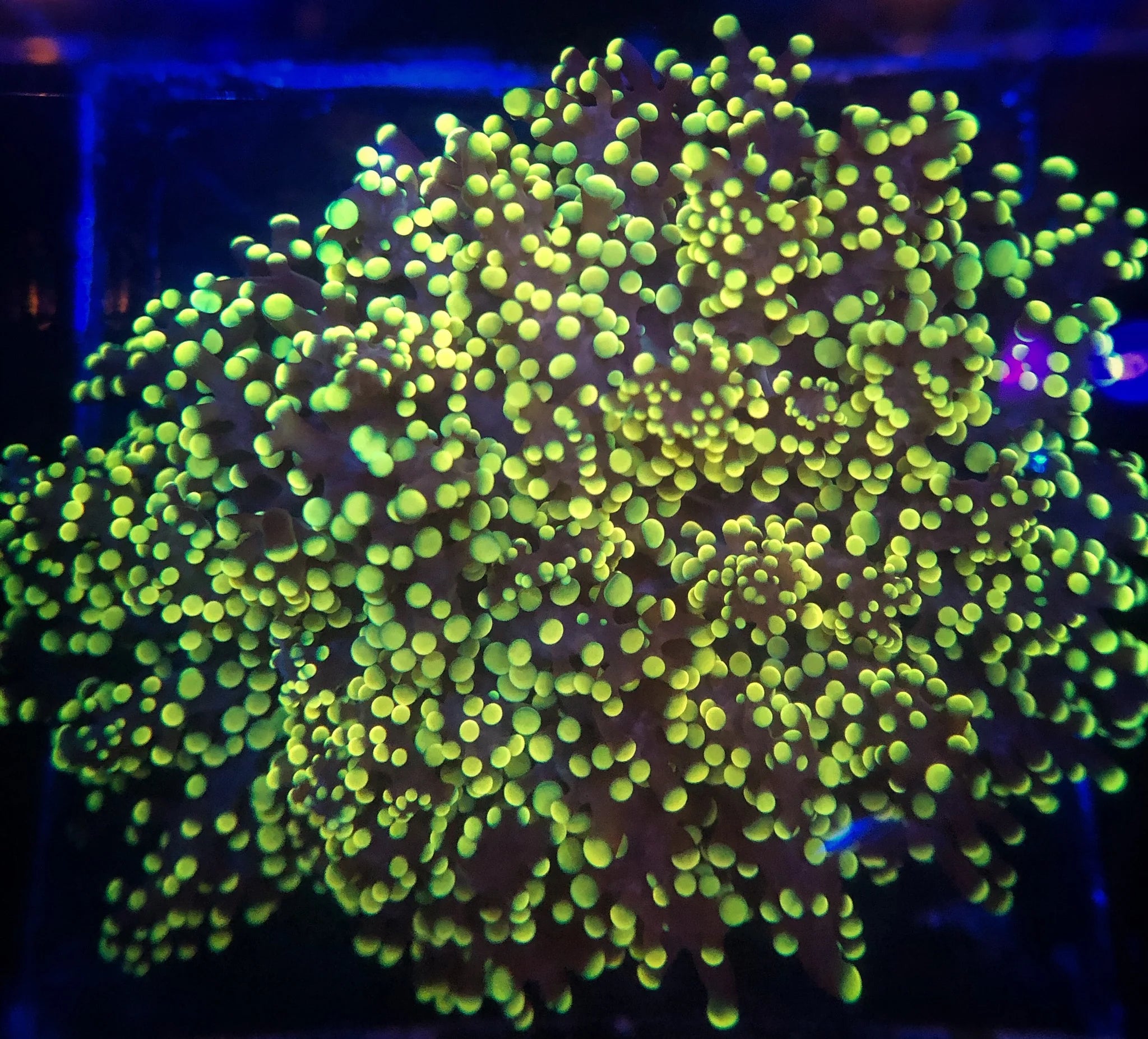 Gold octospawn