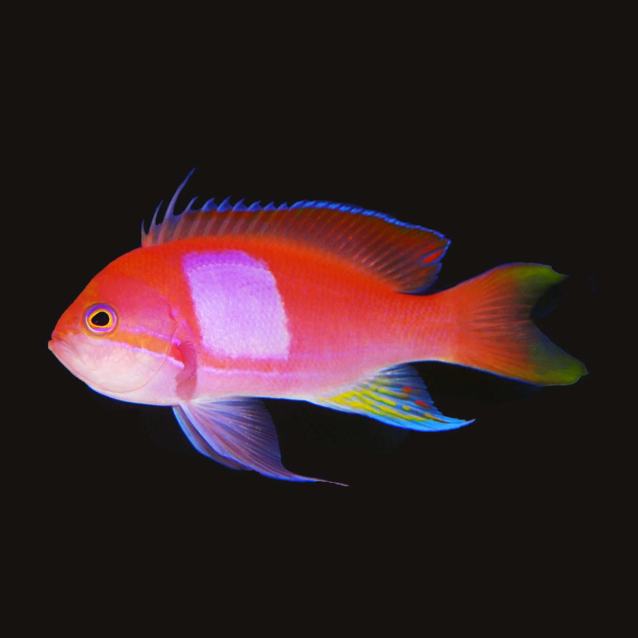 Pink square Anthias male