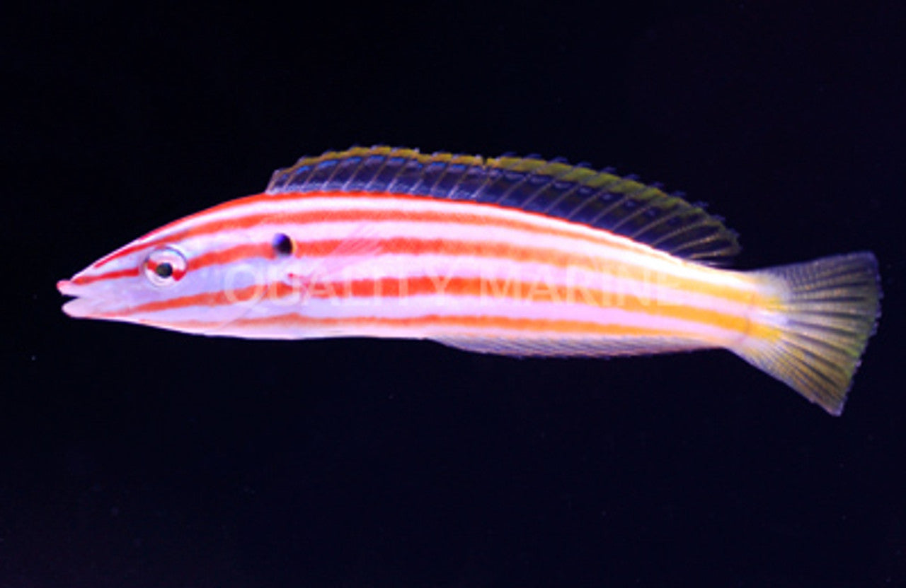 Candy Cane Wrasse