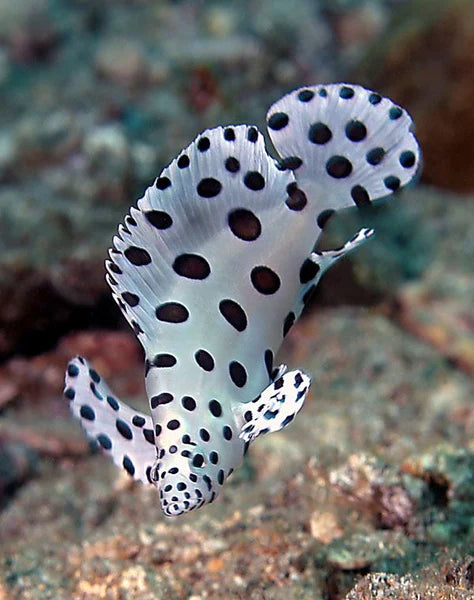 Panther grouper