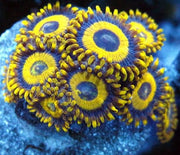 La laker zoanthid