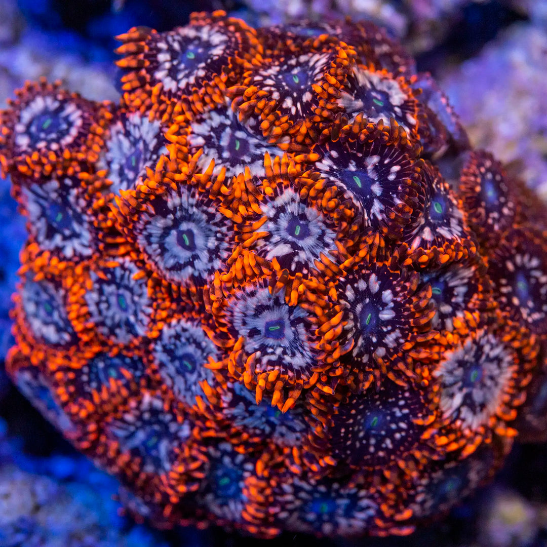 Utter chaos zoanthid