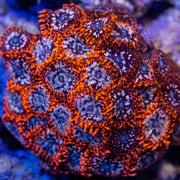 Utter chaos zoanthid