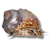 Mexican turbo snail