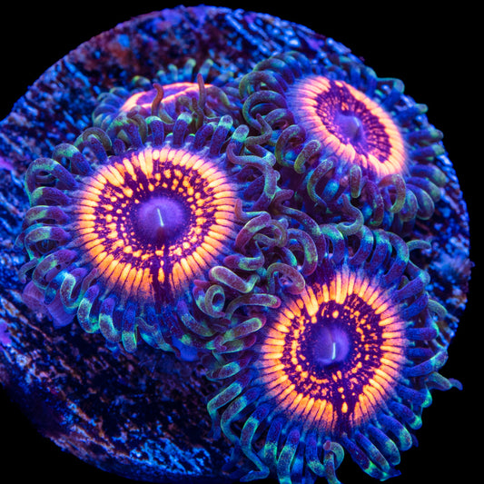 Armor of god Zoanthid