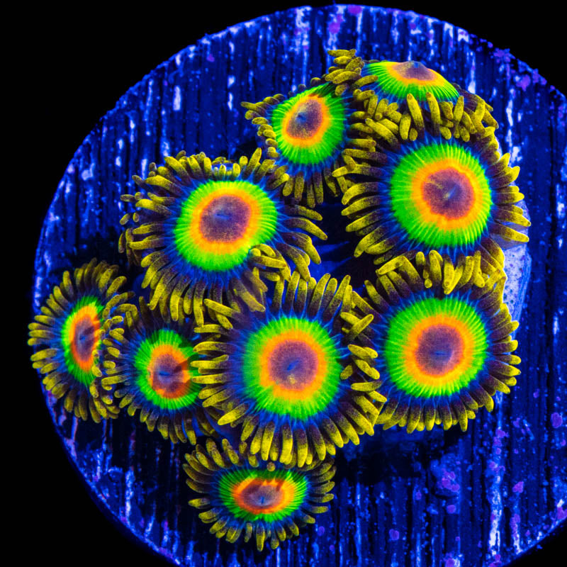 Rasta Zoanthid