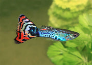 Guppy