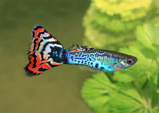 Guppy
